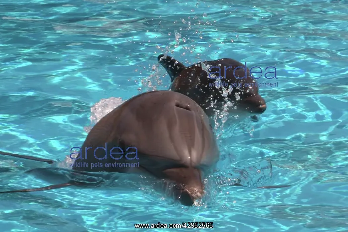 : Bottlenose Dolphin - Newborn Baby / Calf first : Bottlenose Dolphin - Newborn Baby / Calf first