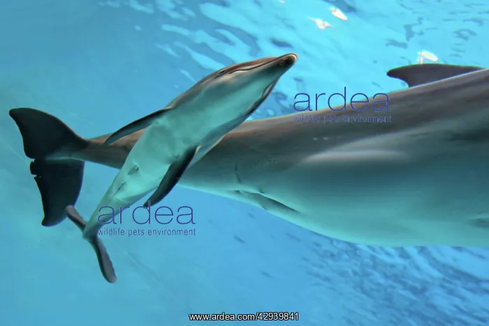 : Bottlenose Dolphin - Newborn Baby / Calf with Mother : Bottlenose Dolphin - Newborn Baby / Calf with Mother