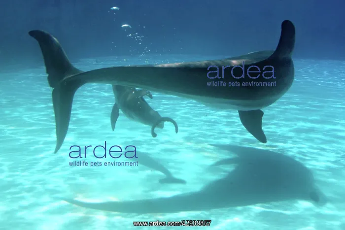: Bottlenose Dolphin - Newborn Baby / Calf with Mother : Bottlenose Dolphin - Newborn Baby / Calf with Mother