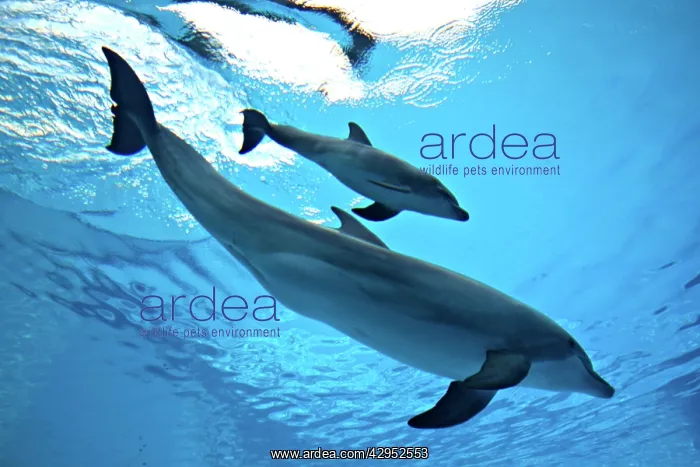 : Bottlenose Dolphin - Newborn Baby / Calf with Mother : Bottlenose Dolphin - Newborn Baby / Calf with Mother