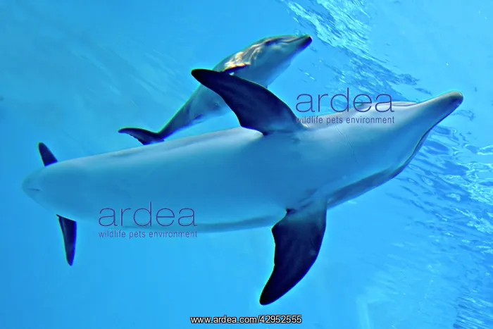 : Bottlenose Dolphin - Newborn Baby / Calf with Mother : Bottlenose Dolphin - Newborn Baby / Calf with Mother