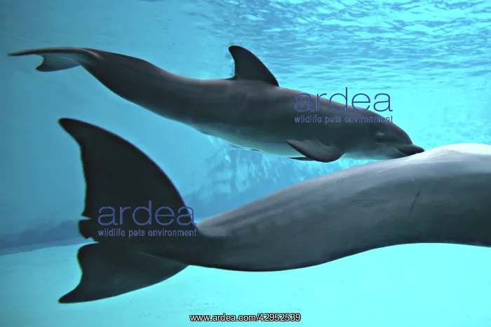 : Bottlenose Dolphin - Newborn Baby / Calf nursing : Bottlenose Dolphin - Newborn Baby / Calf nursing