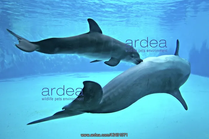 : Bottlenose Dolphin - Newborn Baby / Calf nursing : Bottlenose Dolphin - Newborn Baby / Calf nursing