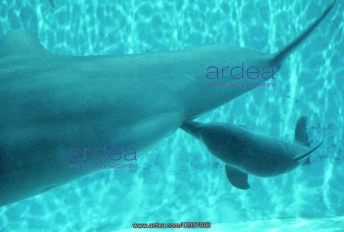 : BOTTLENOSE DOLPHIN - nursing : BOTTLENOSE DOLPHIN - nursing
