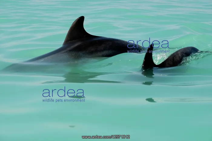 : Bottlenose Dolphin - pair of fins in the water : Bottlenose Dolphin - pair of fins in the water