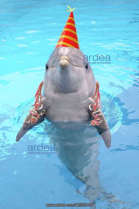 : Bottlenose dolphin - with party hat & streamers : Bottlenose dolphin - with party hat & streamers