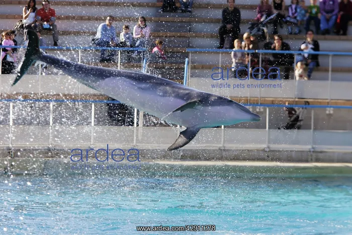 : Bottlenose Dolphin - performing infront of audience : Bottlenose Dolphin - performing infront of audience