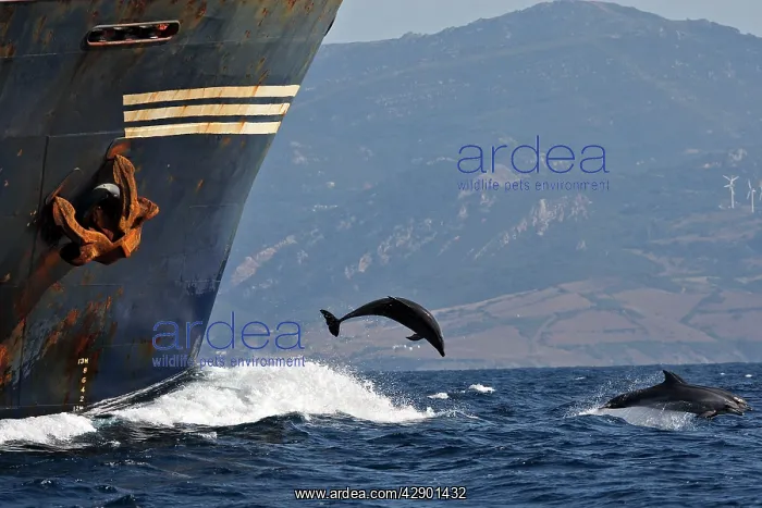 : Bottlenose Dolphin - playing / bow riding in front : Bottlenose Dolphin - playing / bow riding in front