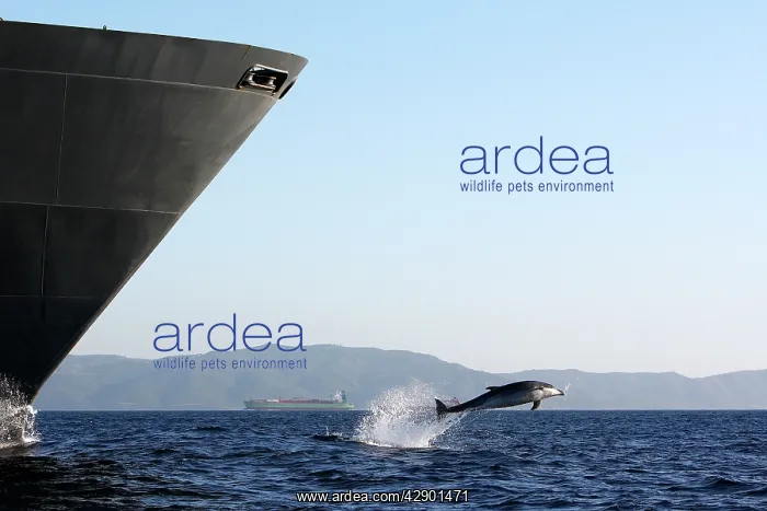 : Bottlenose Dolphin - playing / bow riding in front : Bottlenose Dolphin - playing / bow riding in front