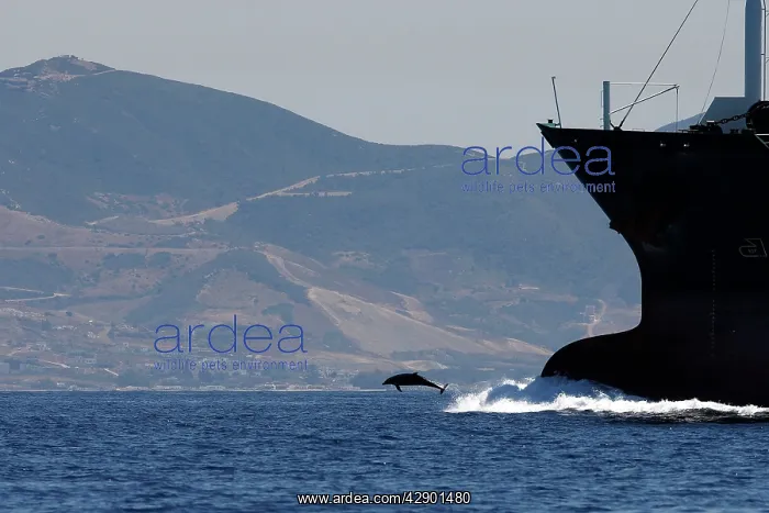 : Bottlenose Dolphin - playing / bow riding in front : Bottlenose Dolphin - playing / bow riding in front