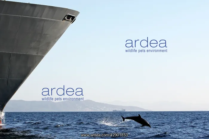 : Bottlenose Dolphin - playing / bow riding in front : Bottlenose Dolphin - playing / bow riding in front