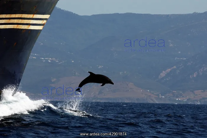  : Bottlenose Dolphin - playing  /  bow riding in front