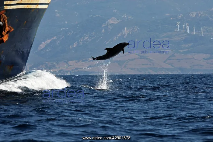 : Bottlenose Dolphin - playing / bow riding in front : Bottlenose Dolphin - playing / bow riding in front