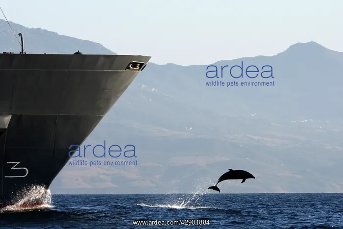 : Bottlenose Dolphin - playing / bow riding in front : Bottlenose Dolphin - playing / bow riding in front