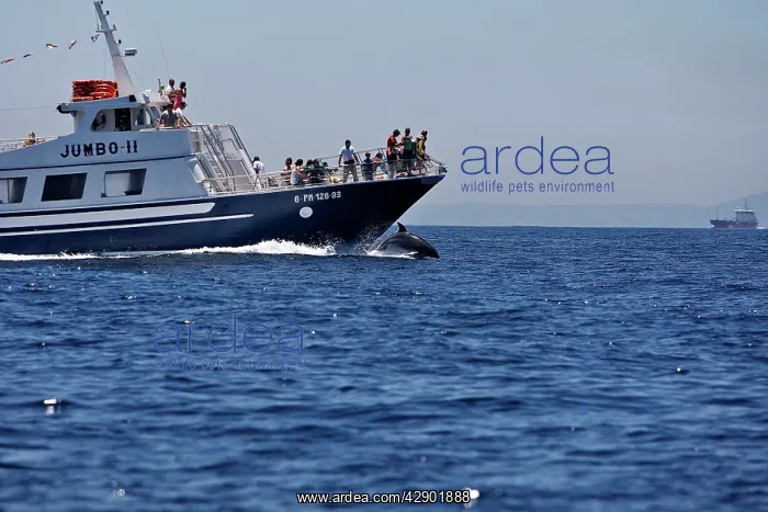 : Bottlenose Dolphin - playing / bow riding in front : Bottlenose Dolphin - playing / bow riding in front