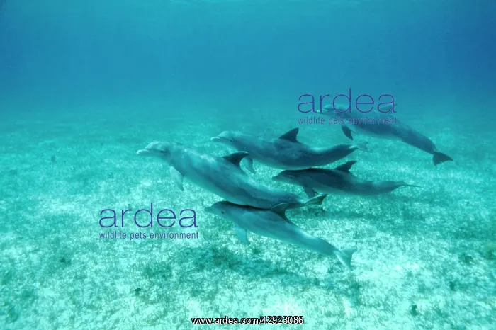 : BOTTLENOSE DOLPHIN - pod : BOTTLENOSE DOLPHIN - pod