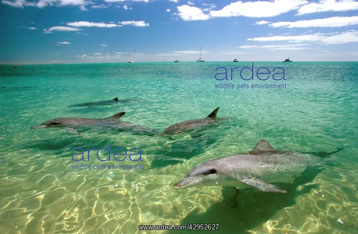 : Bottlenose Dolphin - pod coming to be fed : Bottlenose Dolphin - pod coming to be fed