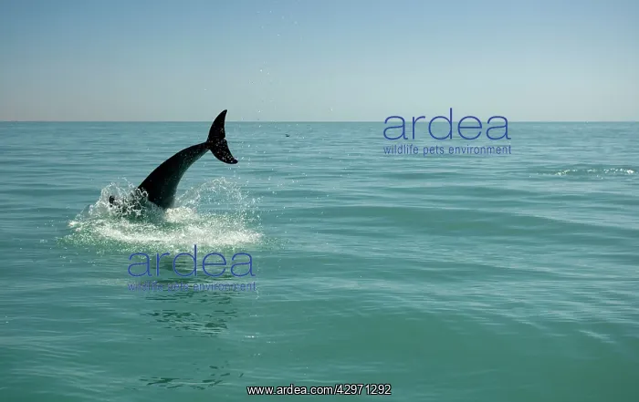 : Bottlenose Dolphin - re-entering the water after a dive : Bottlenose Dolphin - re-entering the water after a dive