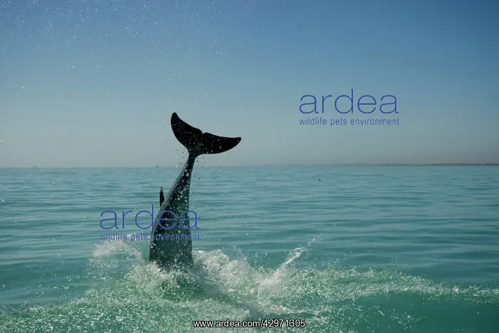 : Bottlenose Dolphin - re-entering the water after a dive : Bottlenose Dolphin - re-entering the water after a dive