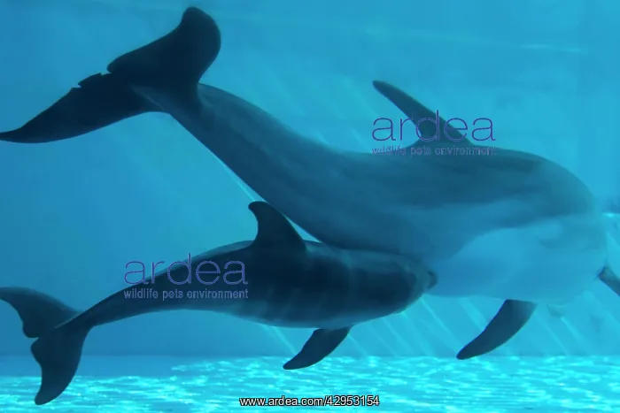: Bottlenose Dolphin - recently born calf and mother : Bottlenose Dolphin - recently born calf and mother
