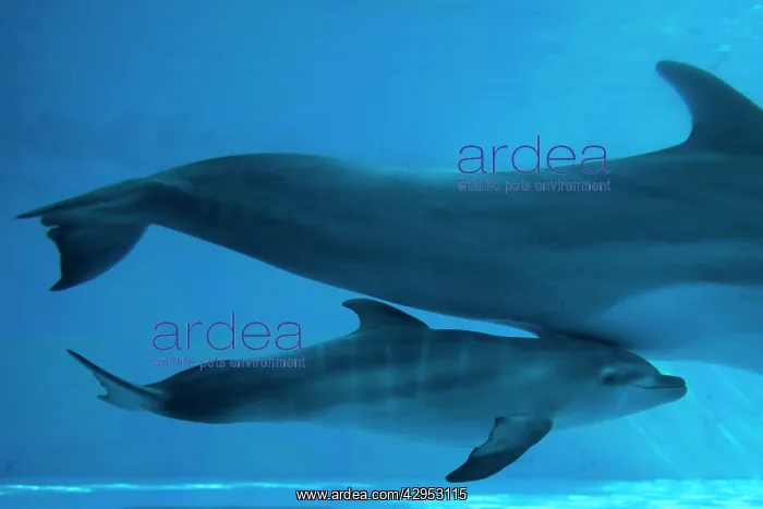 : Bottlenose Dolphin - recently born calf swims with mother : Bottlenose Dolphin - recently born calf swims with mother