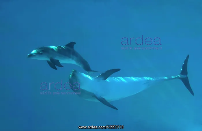 : Bottlenose Dolphin - recently born calf swims with mother : Bottlenose Dolphin - recently born calf swims with mother