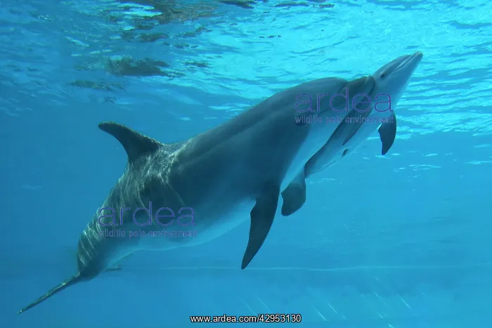 : Bottlenose Dolphin - recently born calf swims with mother : Bottlenose Dolphin - recently born calf swims with mother