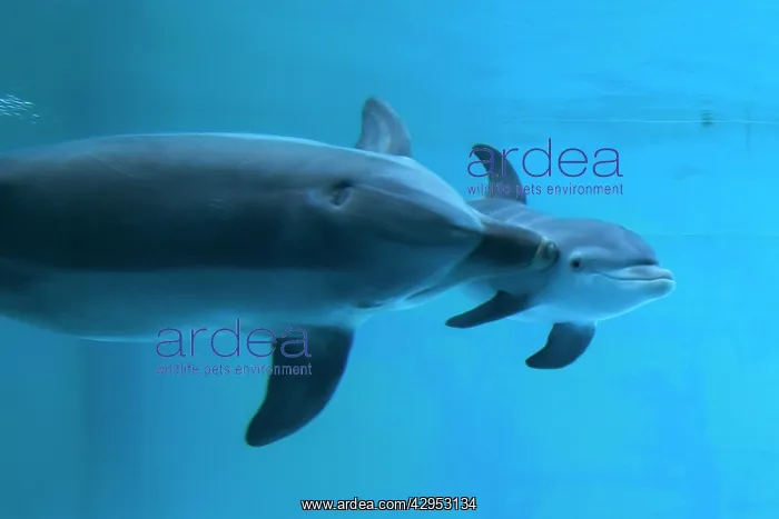  : Bottlenose Dolphin - recently born calf swims with mother