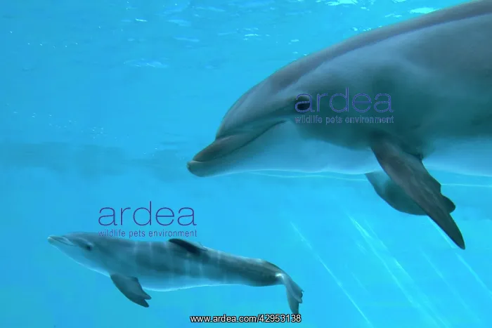 : Bottlenose Dolphin - recently born calf swims with mother : Bottlenose Dolphin - recently born calf swims with mother
