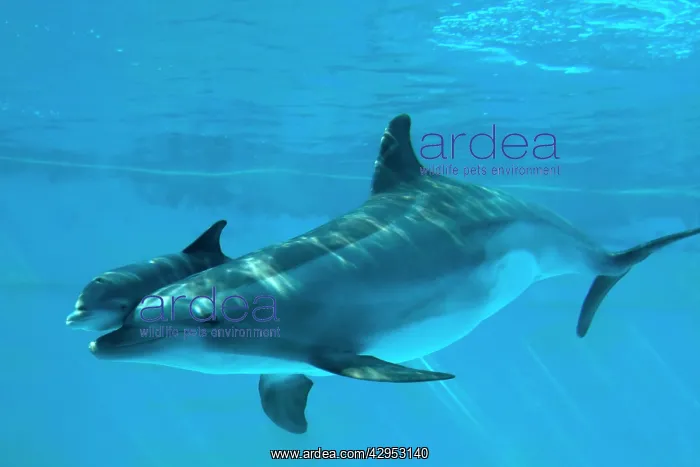 : Bottlenose Dolphin - recently born calf swims with mother : Bottlenose Dolphin - recently born calf swims with mother