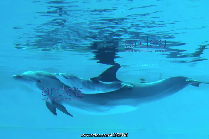 : Bottlenose Dolphin - recently born calf swims with mother : Bottlenose Dolphin - recently born calf swims with mother