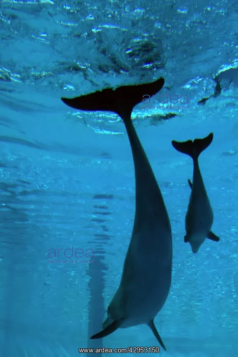 : Bottlenose Dolphin - recently born calf swims with mother : Bottlenose Dolphin - recently born calf swims with mother