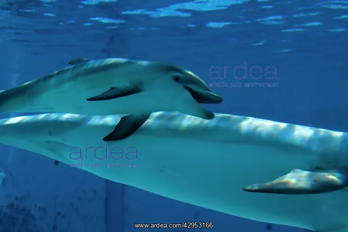  : Bottlenose Dolphin - recently born calf swims with mother