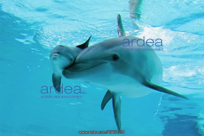 : Bottlenose Dolphin - recently born calf swims with mother : Bottlenose Dolphin - recently born calf swims with mother