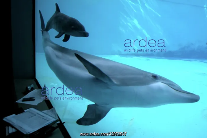 : Bottlenose Dolphin - Research of birth and Newborn : Bottlenose Dolphin - Research of birth and Newborn