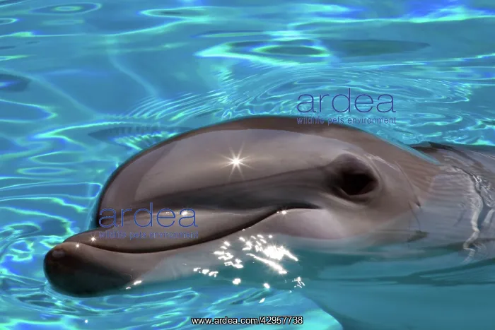 : Bottlenose Dolphin - Resting at surface : Bottlenose Dolphin - Resting at surface