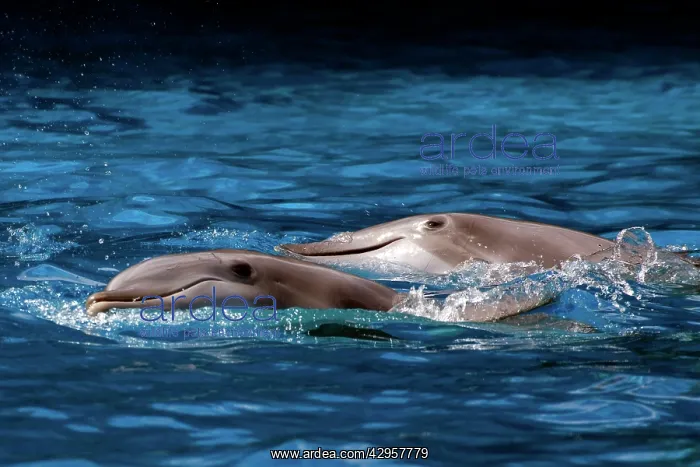 : Bottlenose Dolphin - Resting at surface : Bottlenose Dolphin - Resting at surface