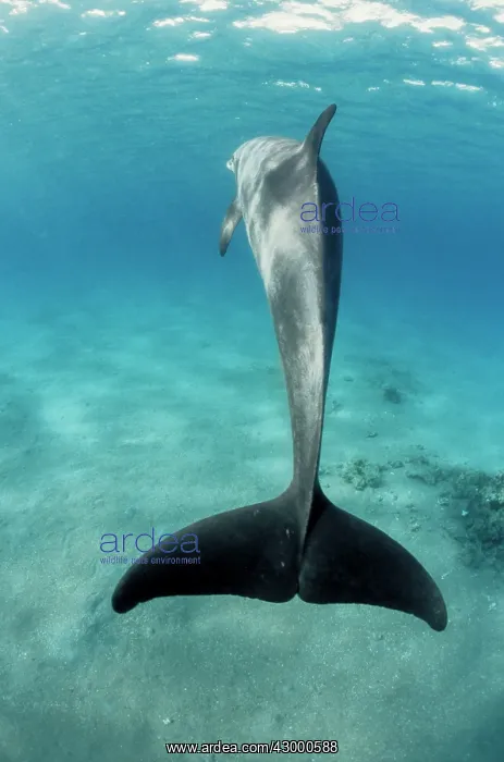 : Bottlenose Dolphin - showing tail from behind : Bottlenose Dolphin - showing tail from behind