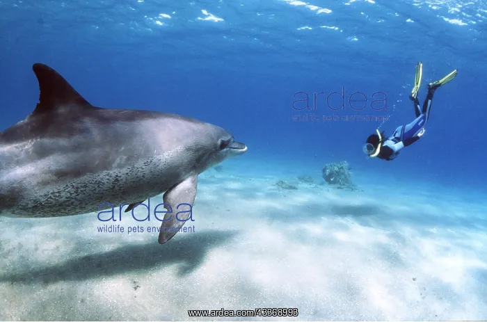 : Bottlenose Dolphin - with snorkeller : Bottlenose Dolphin - with snorkeller