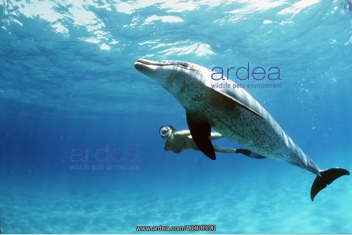 : Bottlenose Dolphin and Snorkeller : Bottlenose Dolphin and Snorkeller