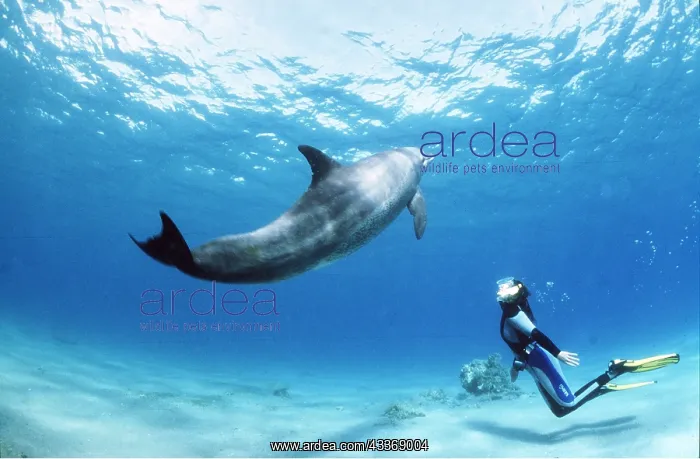 : Bottlenose Dolphin - with snorkeller : Bottlenose Dolphin - with snorkeller
