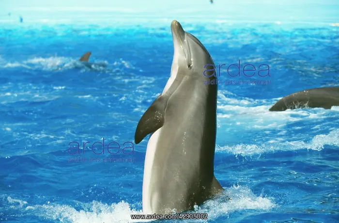 : Bottlenose DOLPHIN - standing upI : Bottlenose DOLPHIN - standing upI