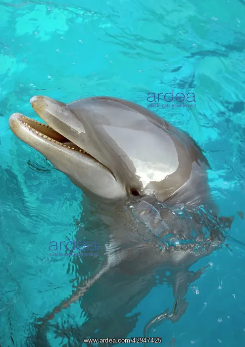 : Bottlenose Dolphin - at surface : Bottlenose Dolphin - at surface