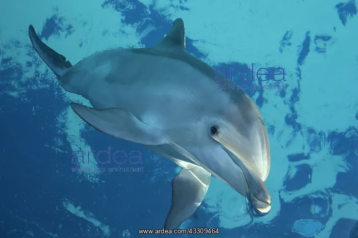 : Bottlenose Dolphin - surfacing : Bottlenose Dolphin - surfacing