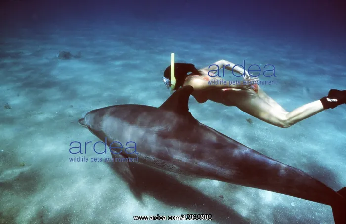 : Bottlenose Dolphin swiming with snorkeller : Bottlenose Dolphin swiming with snorkeller