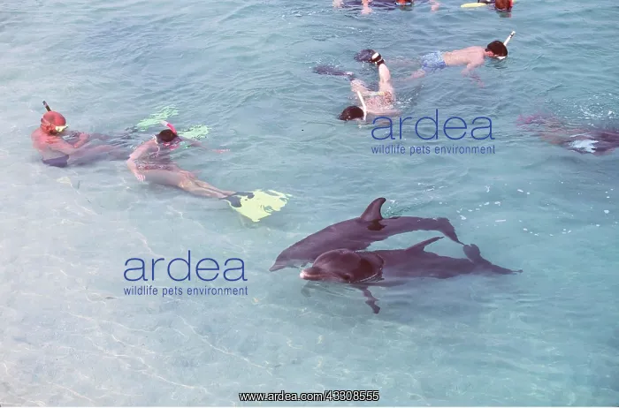: Bottlenose Dolphin - two with swimmers : Bottlenose Dolphin - two with swimmers