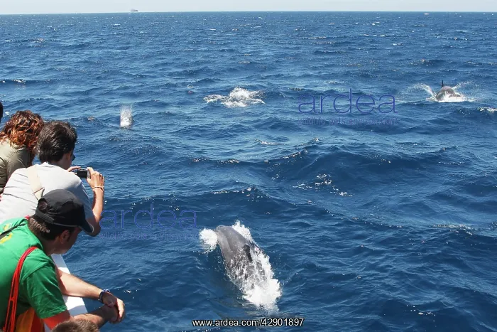 : Bottlenose Dolphin - swimming alongside whale watching : Bottlenose Dolphin - swimming alongside whale watching