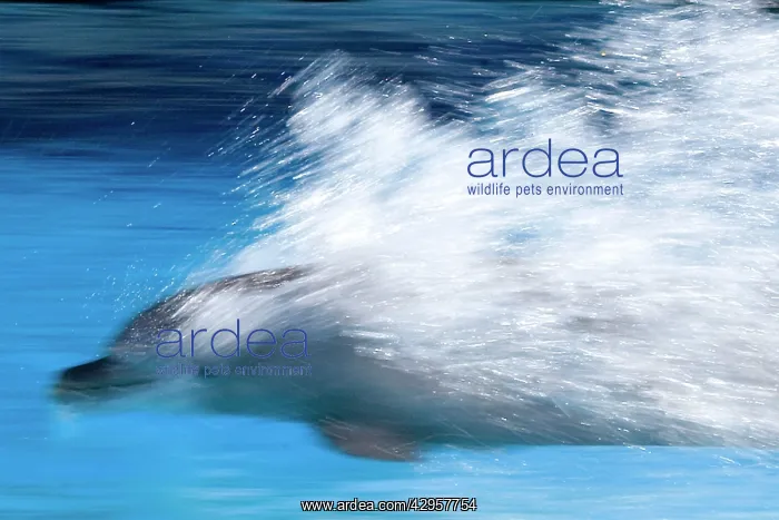 : Bottlenose Dolphin - Swimming at speed through water : Bottlenose Dolphin - Swimming at speed through water