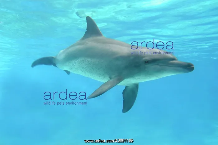  : Bottlenose Dolphin - Swimming underwater