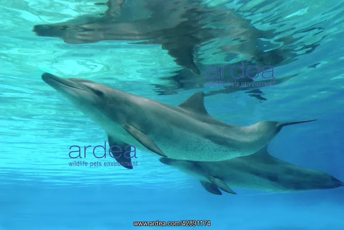 : Bottlenose Dolphin - Swimming underwater : Bottlenose Dolphin - Swimming underwater